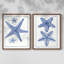 Blue Sea Stars III - reproduction encadrée de qualité supérieure - prête à être accrochée - aucun clou requis - aucun clou requis-108020571-108020576