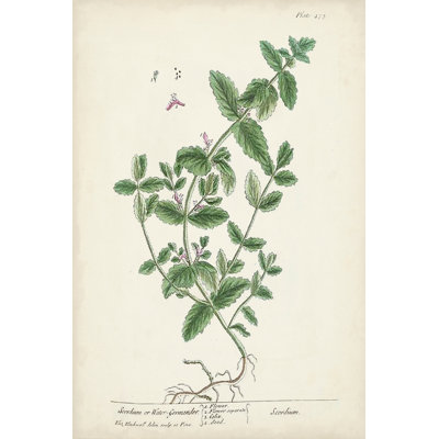 Herbes antiques