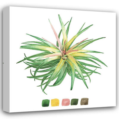 Art sur toile tendue avec Lark Manor ™ Wang, Melissa Gallery: Air Plant Study IV