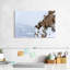 Mouflon d'hiver Brampt-106821446