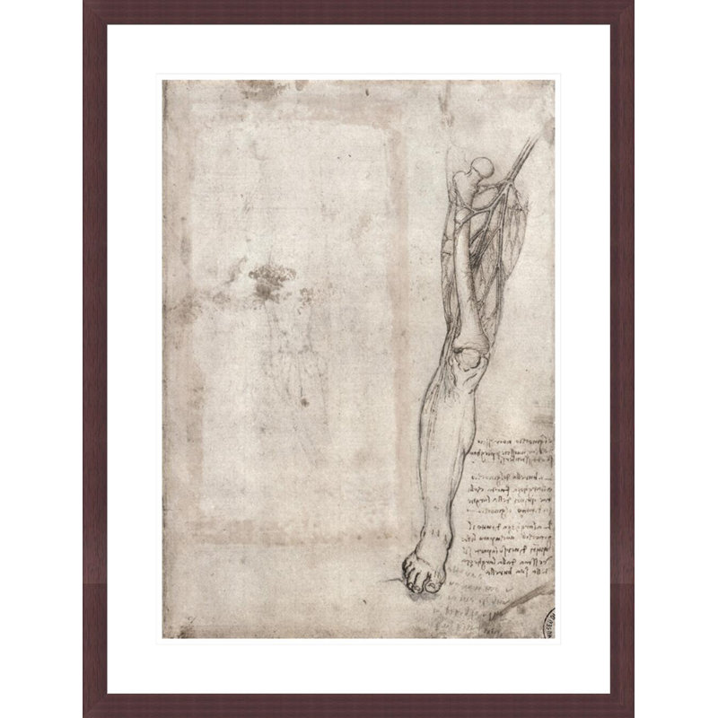 Drawing of human leg by Leonardo da Vinci -Framed Giclee Print, H 29,5 po x l 22,65 po