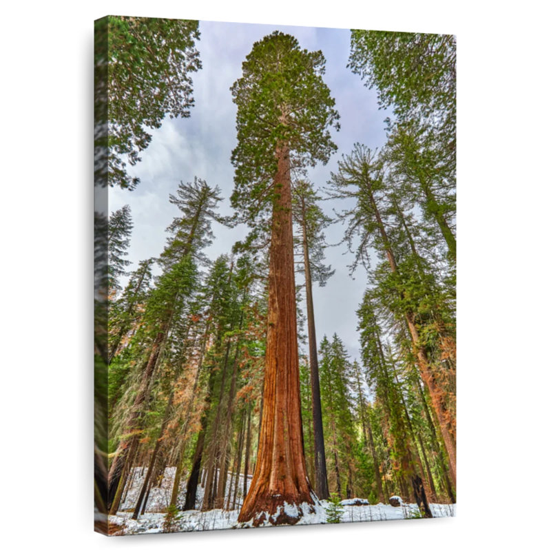 Harnek Giant Sequoia Grove, 36" H x 24" W