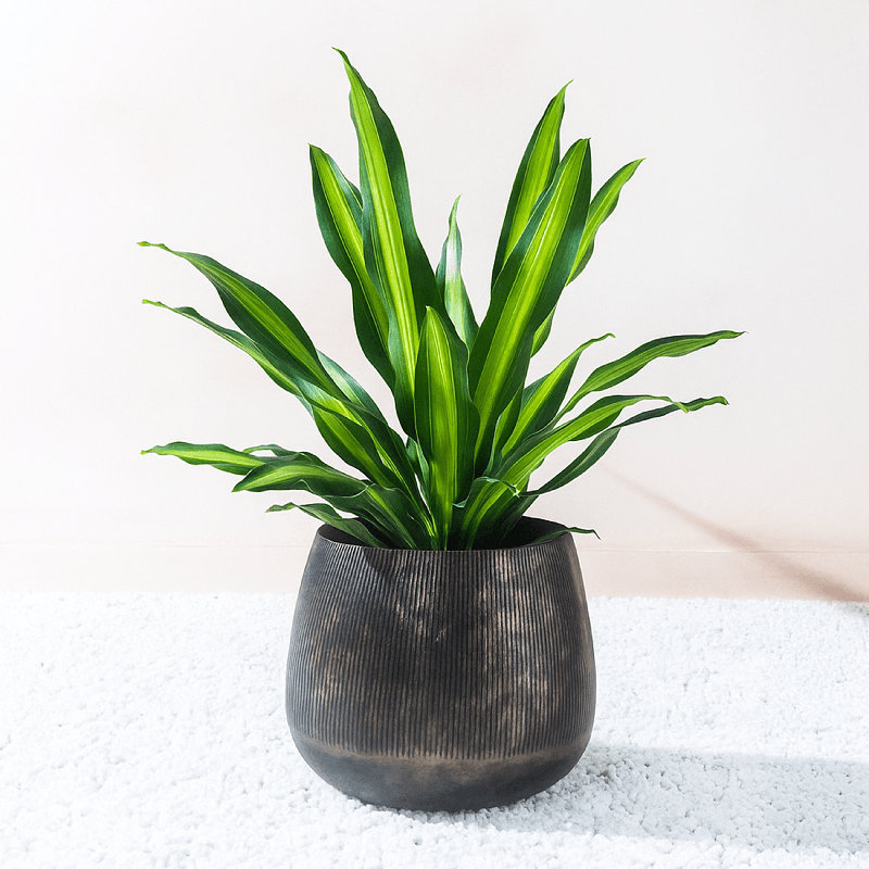 Pot à fleurs rond en laiton antique fait à la main avec trou de drainage, Grand