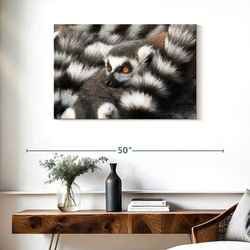 Crowle Ring-Tailed Lemur