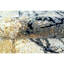 Abstract Area Rug in Gold