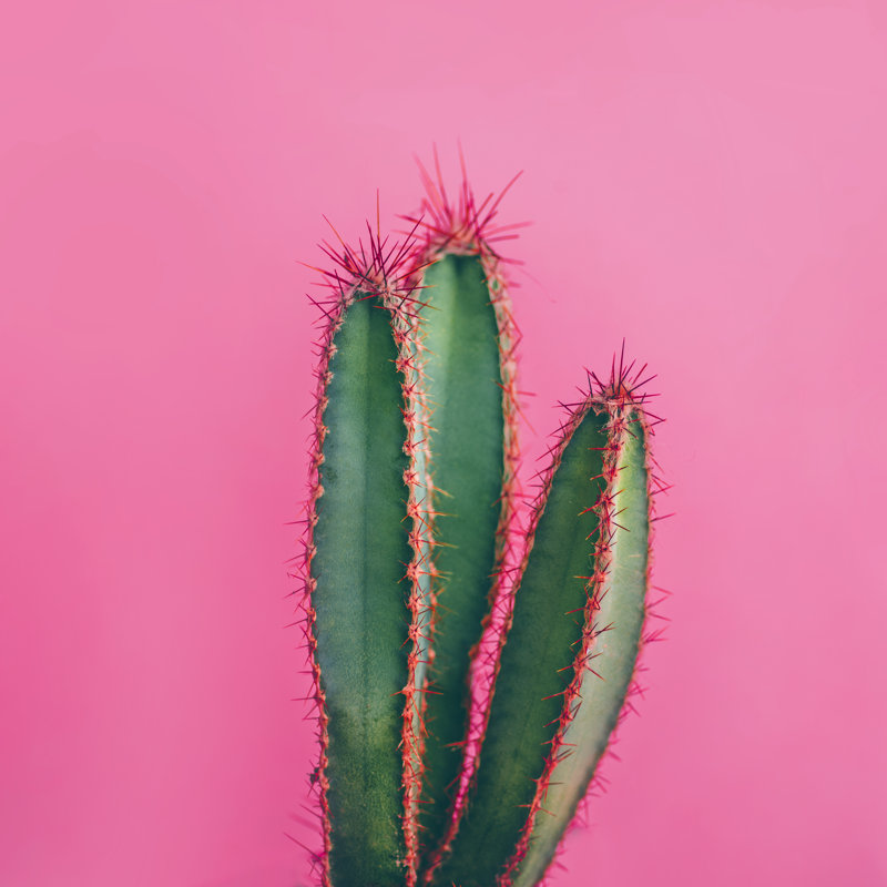 Hibbitts, cactus vert coloré sur toile par Miss_J, photographie, H 12 po x l 12 po