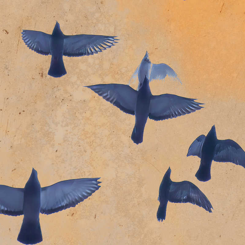 Flying High paire, Noir, H 16 po x l 20 po