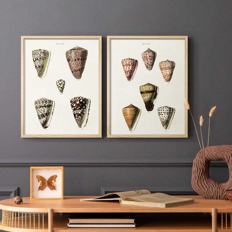 Cone Shell Collection III - reproduction encadrée de qualité supérieure - prête à être accrochée - aucun clou requis - aucun clou requis