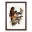 Boobook Owls by Elizabeth Gould - Picture Frame Painting Print-55513161-55513160