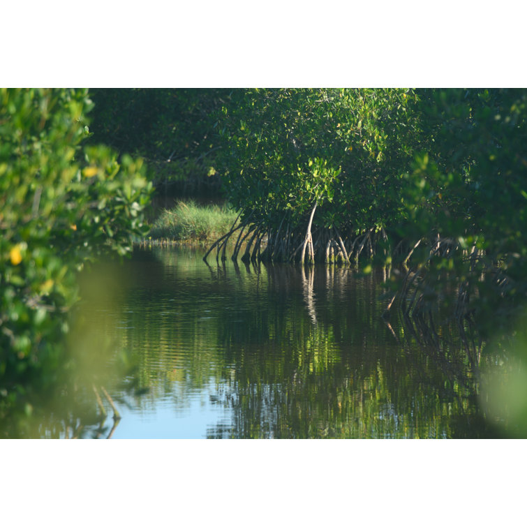 Mangrove Trees by Boogich - Wrapped Canvas Print