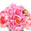 Peony Bouquet-386404311-386404308