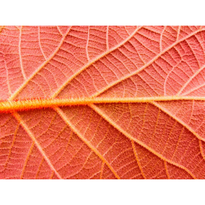 " Red Leaf Closeup, Natural "