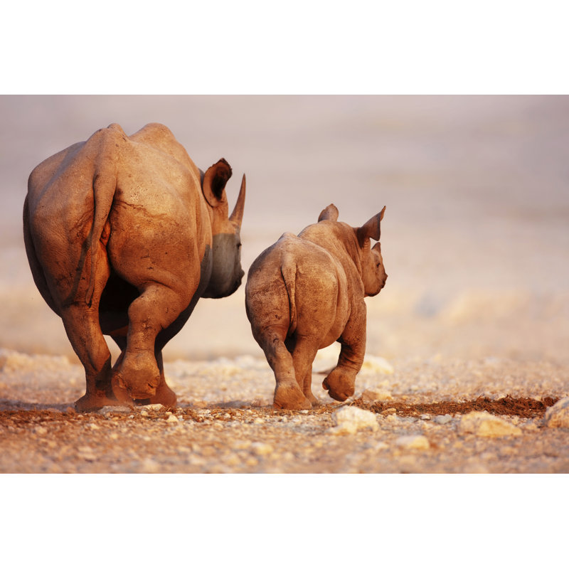 «Black Rhinoceros Black and Cow» - Photographie sur toile tendue, H 8 po x l 12 po