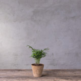 Carreras Planter