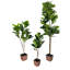 Arbre de violon artificiel en pot 4 pi-606510664