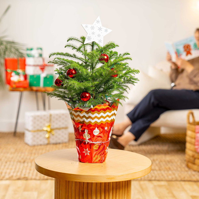18' H Green Fresh Cut Pine Christmas Tree
