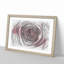 Pink Rose Flower Vol.2 - Picture Frame Drawing-62809765-62809764