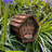 Ehsan Hanging Bumblebee House