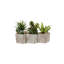 Succulents Arrangement in Concrete Triple Pot