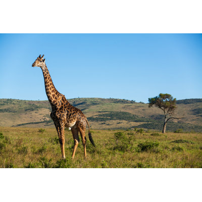 Giraffe - Wrapped Canvas Print