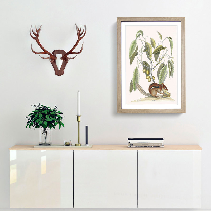 Ground Squirrel by Mark Catesby - Picture Frame Painting Print, 65cm H x 48cm W x 2cm D, Oak Framed