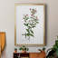 Toile encadrée de qualité supérieure Rose Botanical III - prête à être accrochée-867004607-867004578