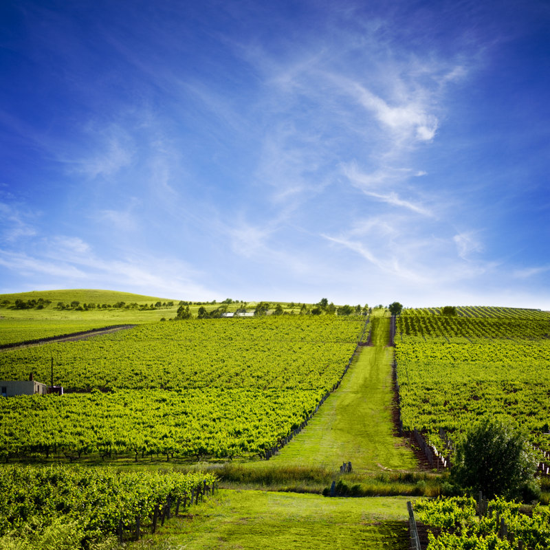 Australian Vineyard 1 Piece Wrapped Canvas Wall Art, 122cm H x 122cm W