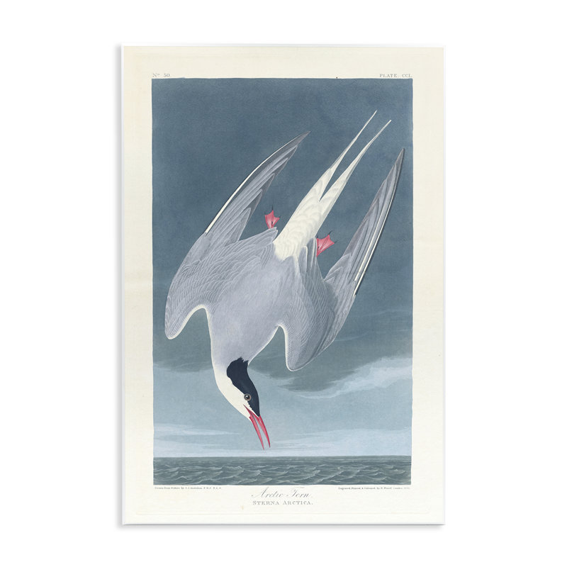 Art mural classique, sterne arctique par one1000paintings, H 15 po x l 10 po