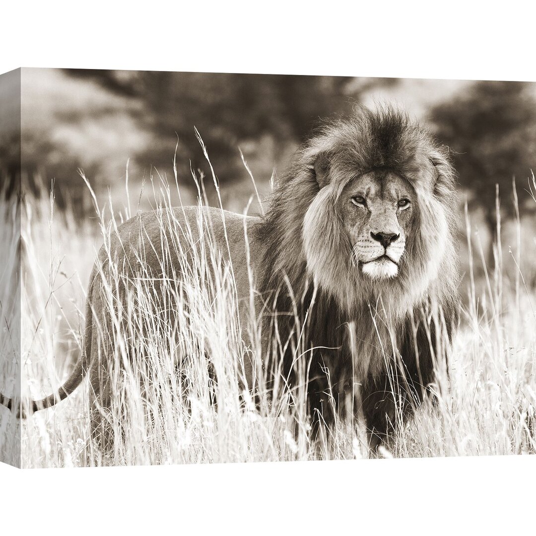 Fotodruck Male Lion