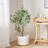 Artificial Eucalyptus Tree in Pot-324843917