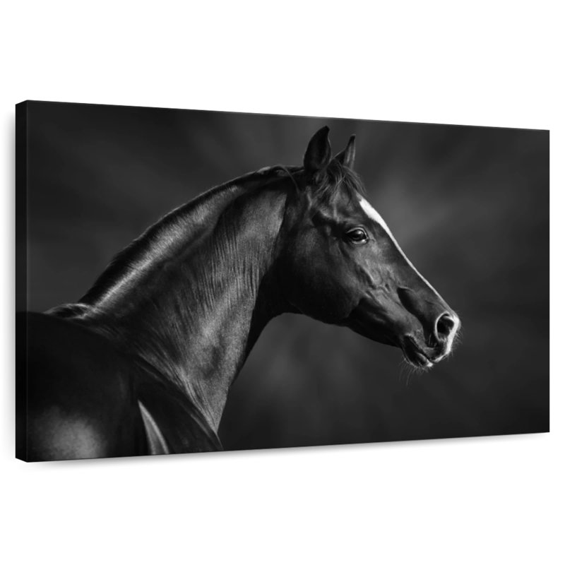 Brampt Black Arabian Horse, 24" H x 36" W