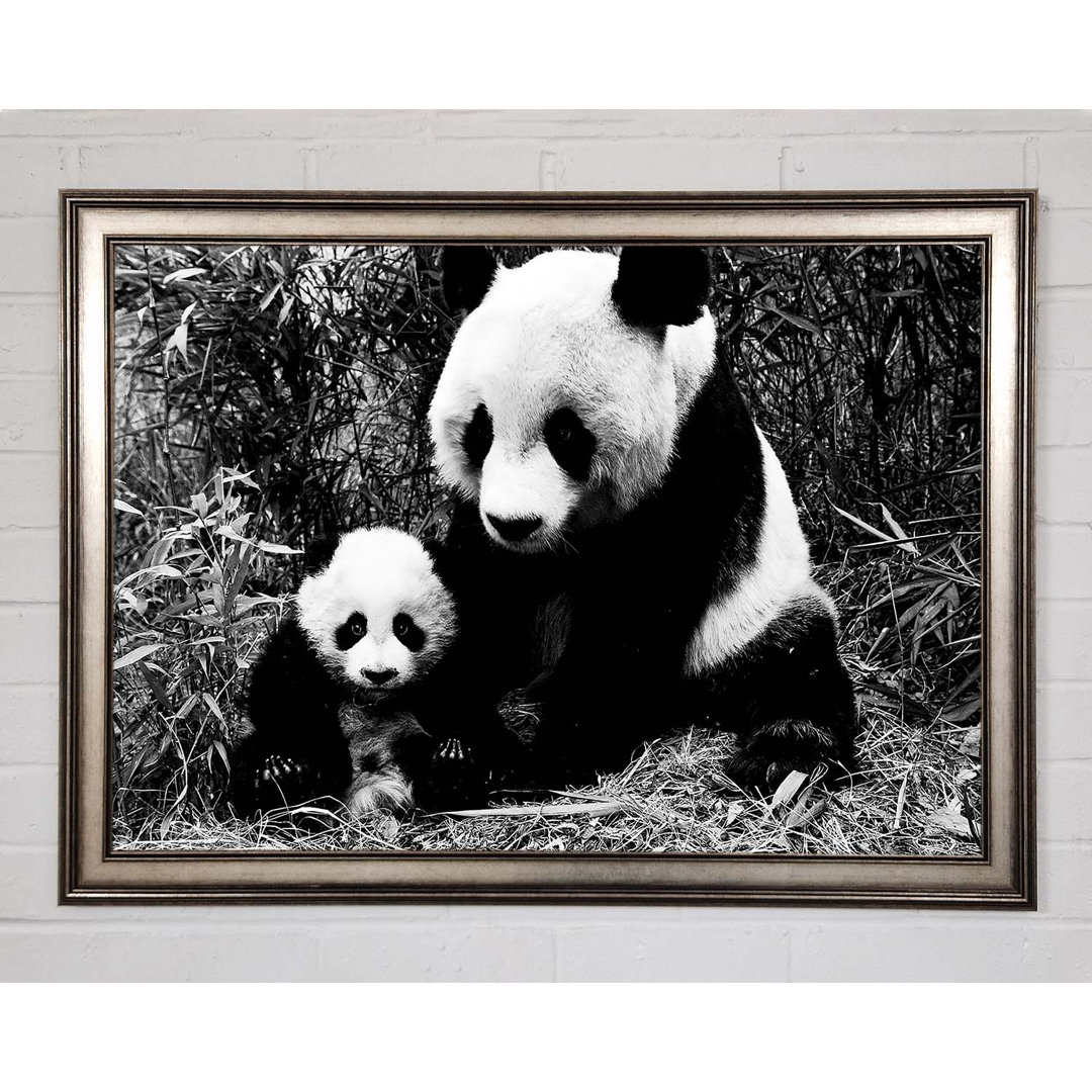 Panda Mutter und Baby - Einzelner Bilderrahmen Kunstdrucke