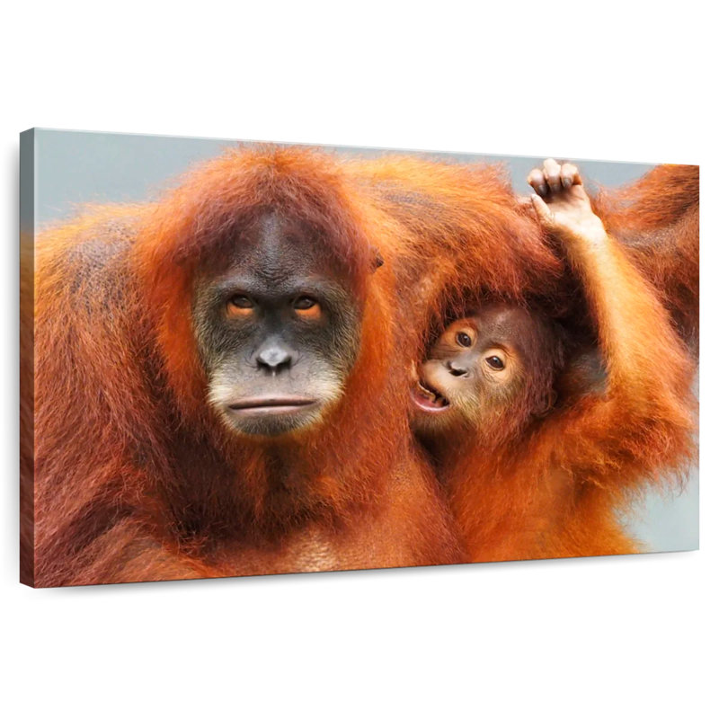 Sumatra Orangutans