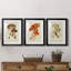 Champignon Variétés VI, reproduction encadrée de qualité supérieure, prête à être accrochée-898072088-898072090-898086850