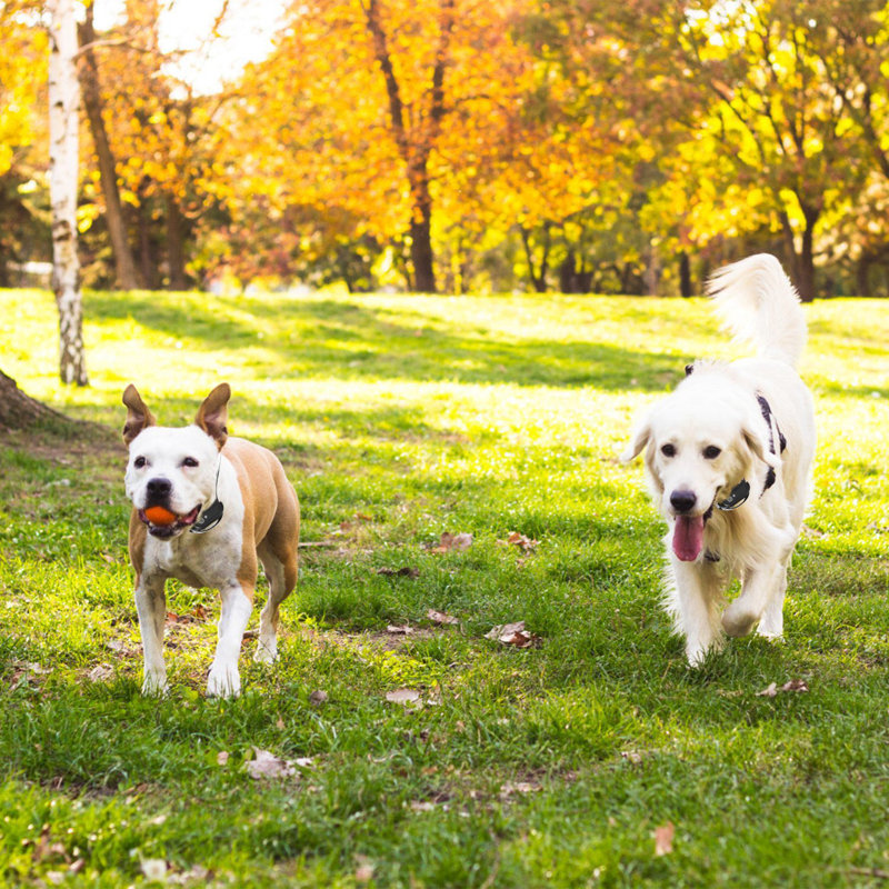 Dog Training Portable Static Wireless Fence