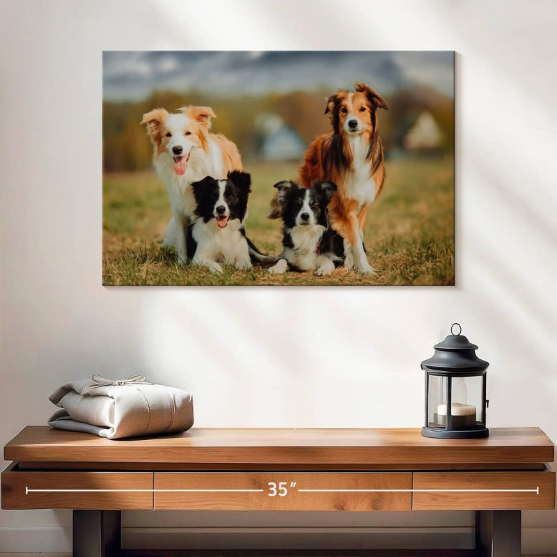 Crowle Border Collie - chiens, H 16 po x l 24 po