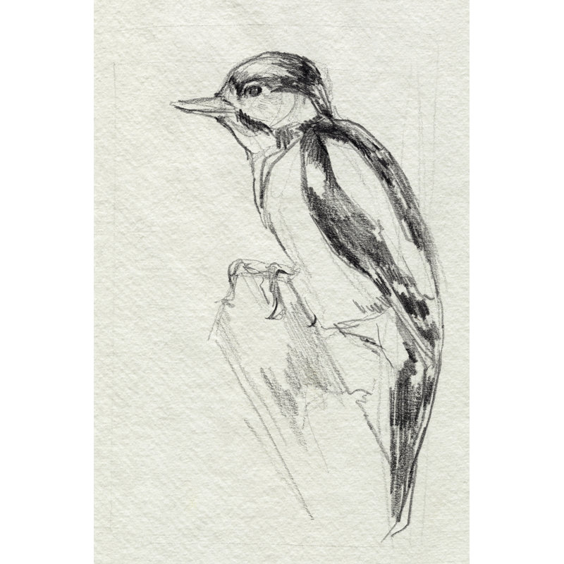 Woodpecker Sketch I by Jennifer Paxton Parker - Drawing, Wrapped Canvas, 46cm H x 30cm W