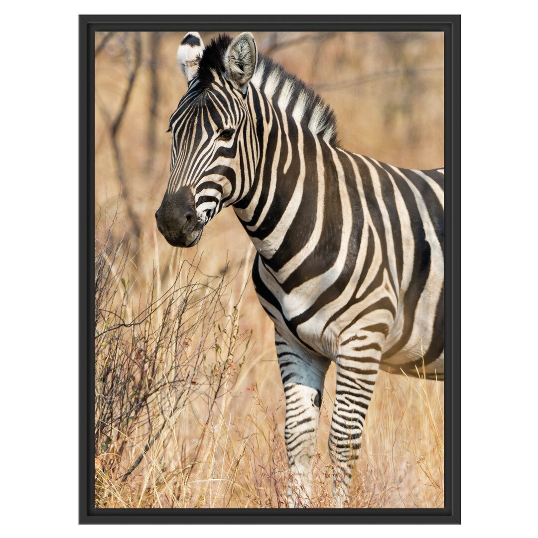 Gerahmtes Wandbild einsames Zebra