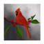 «Red Cardinal II» sur-931789889