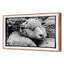 A Fleece In The Crowd Print by Raab, Amy-1204414319-1204414313