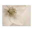 « hellebore christmas rose », reproduction de photo sur toile tendue-32708960