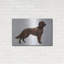«Irish Setters» par Harro Maass-1914823146