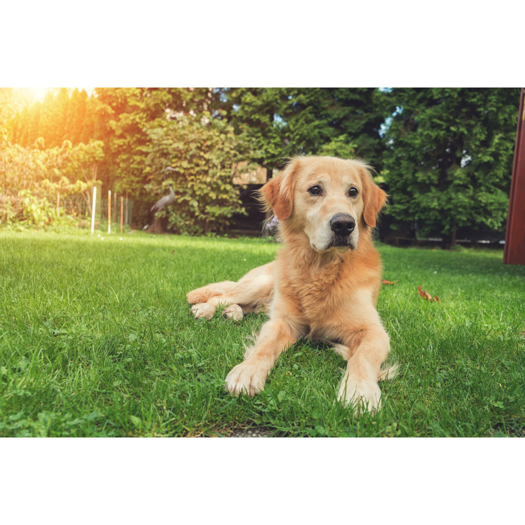 Golden Retriever von Cunfek - Kunstdrucke auf Leinwand ohne Rahmen