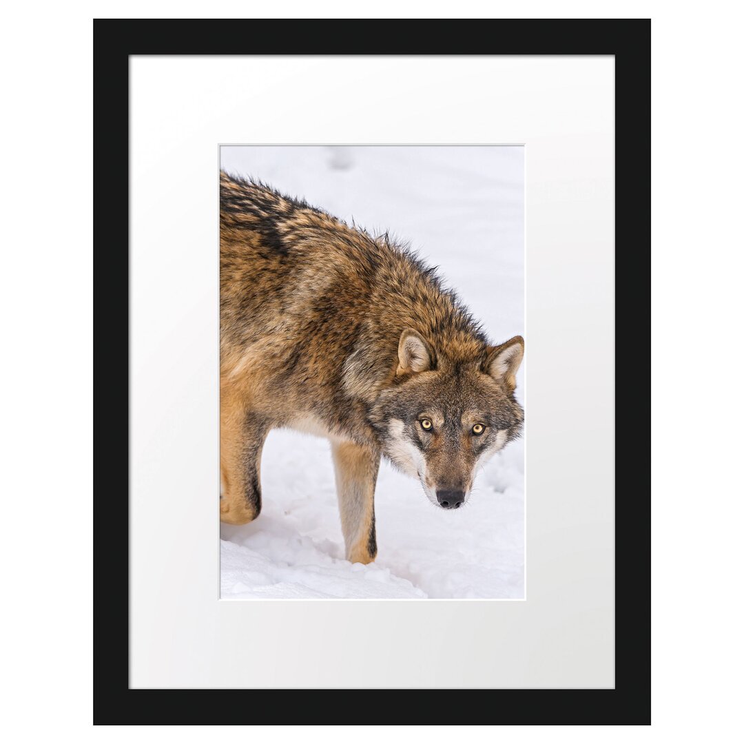 Gerahmtes Poster Seltener Wolf im Schnee