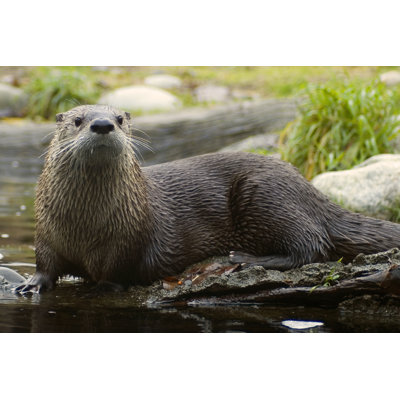 Loutre par Wayazo - Photographie sur toile tendue
