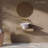Ivy 16.5" Round Vessel Sink-108194280
