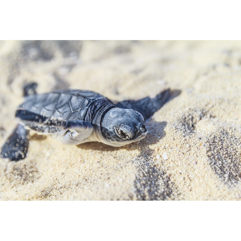 Sea Turtle Newborn by Italiansight - No Frame Art Prints on Canvas, 81cm H x 122cm W