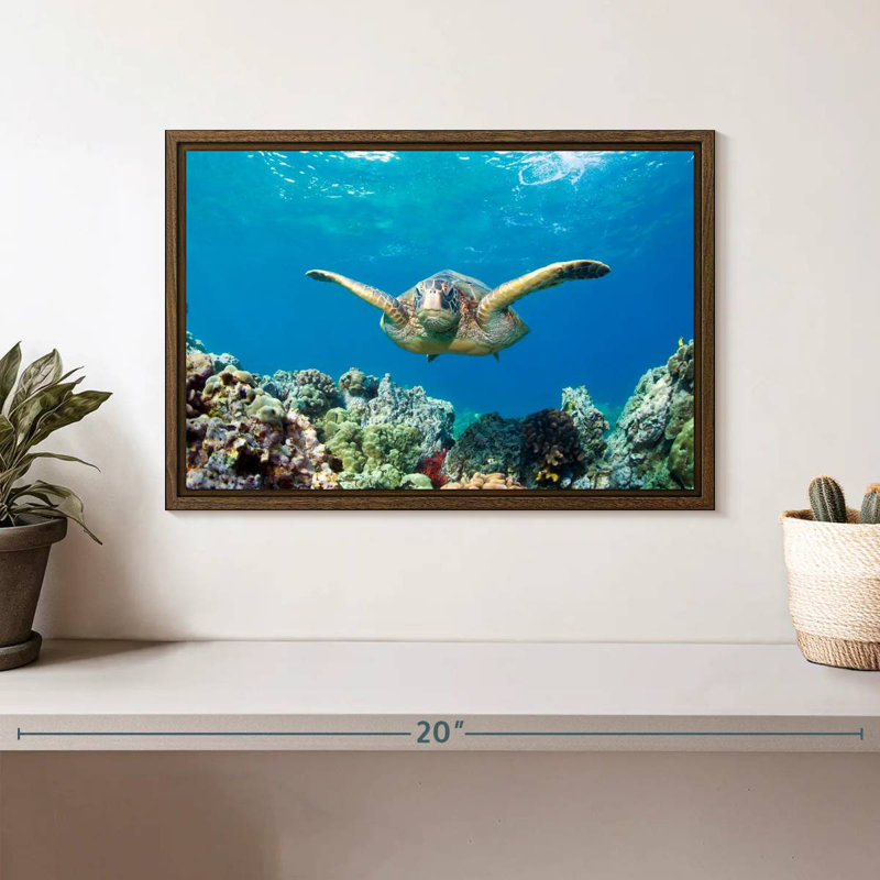 Maui Green Sea Turtle, 13" X 9", Floating Frame Walnut