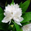 Plastic, Silk Freesia Arrangement in Pot-109341037