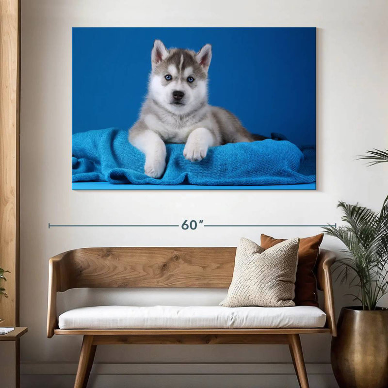 Blue Eyed Husky Puppy, 34" H x 51" W